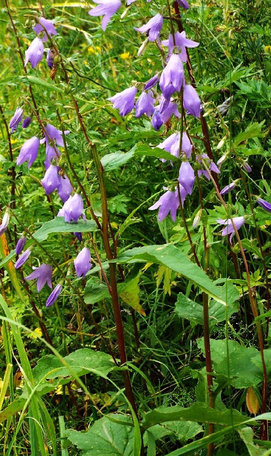 Campanula rapunculoides / Campanula serpeggiante